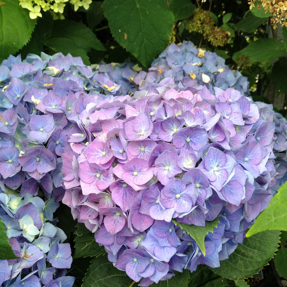 Bauernhortensie Bela, Hortensie, Hydrangea, Blütengehölz
