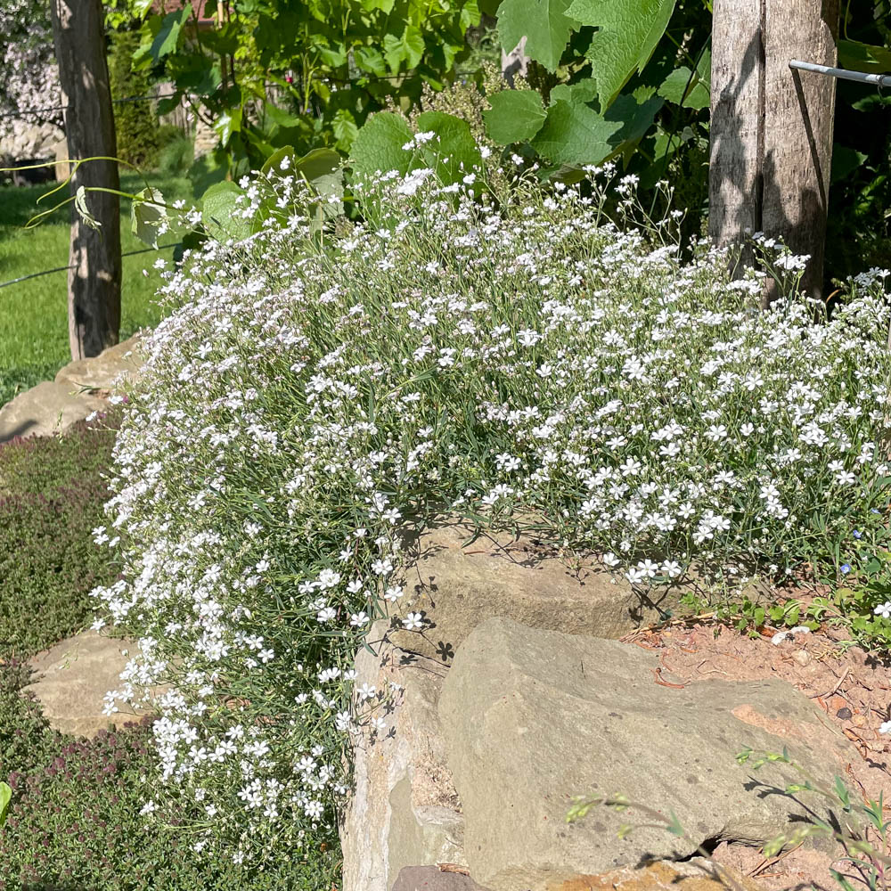 Zwerg Schleierkraut 'Alba'