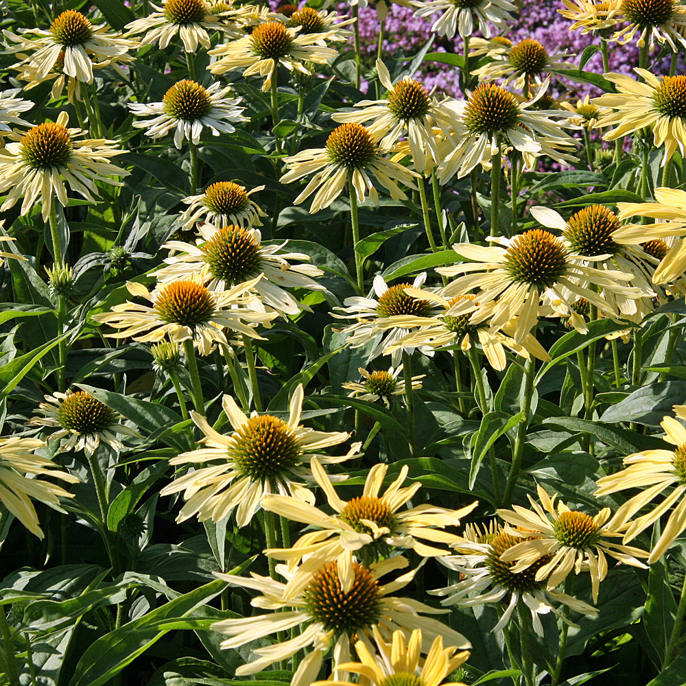 Sonnenhut Sunrise, Echinacea