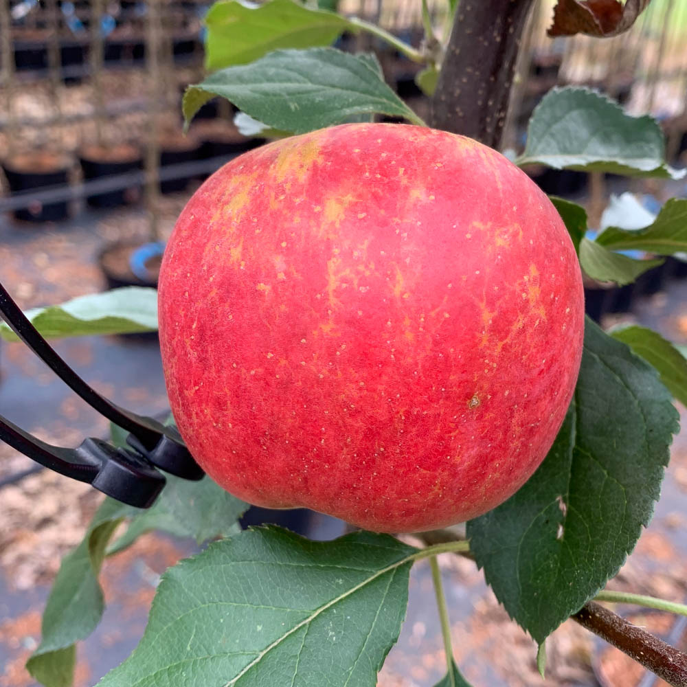 Apfel 'Rubinola'