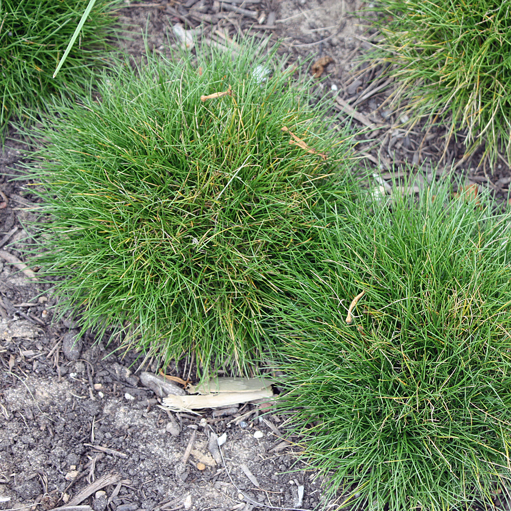 Bärenfellgras, Festuca gautieri, Ziergras