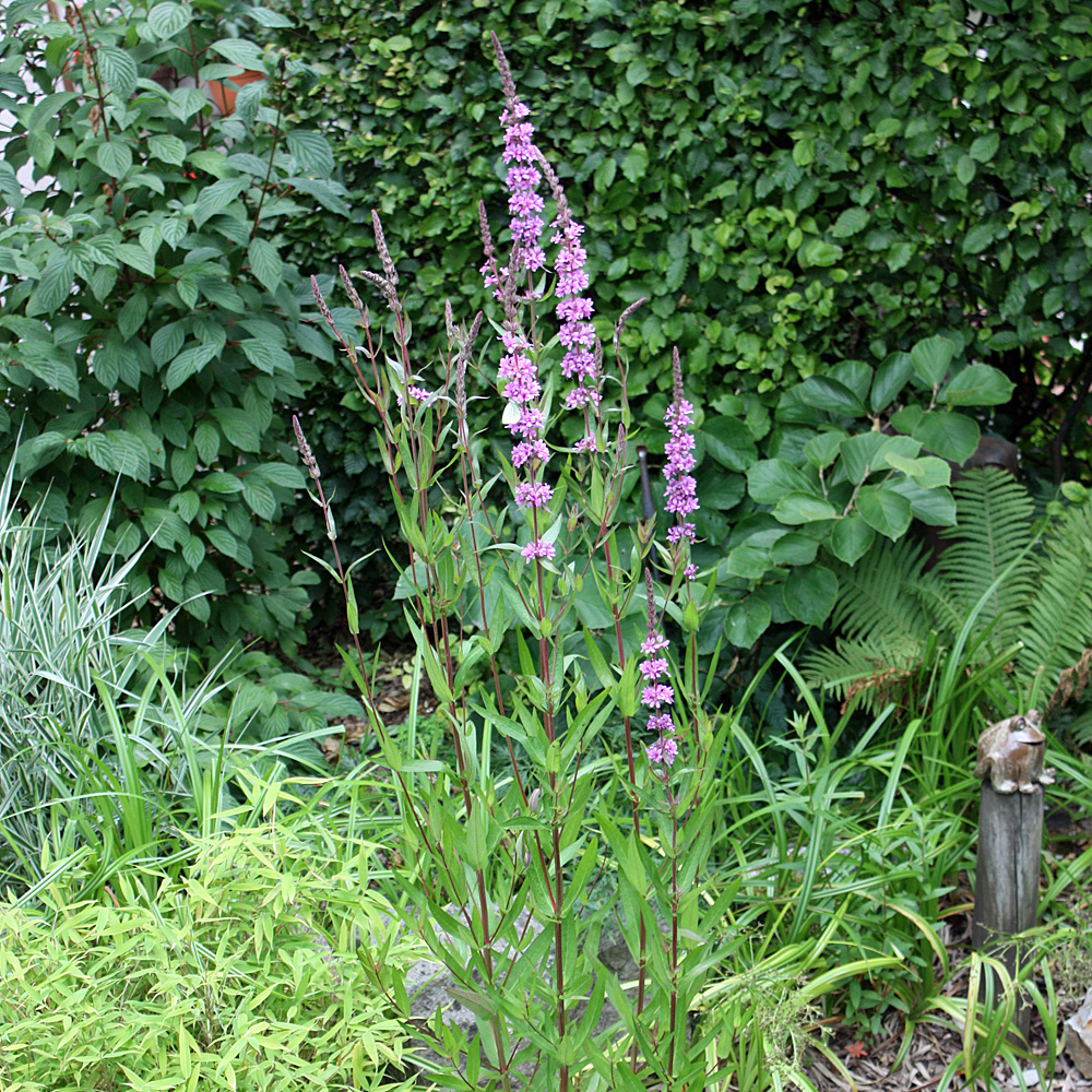 Blut Weiderich, Lythrum, Wasserrand, Uferpflanze, Wildstaude