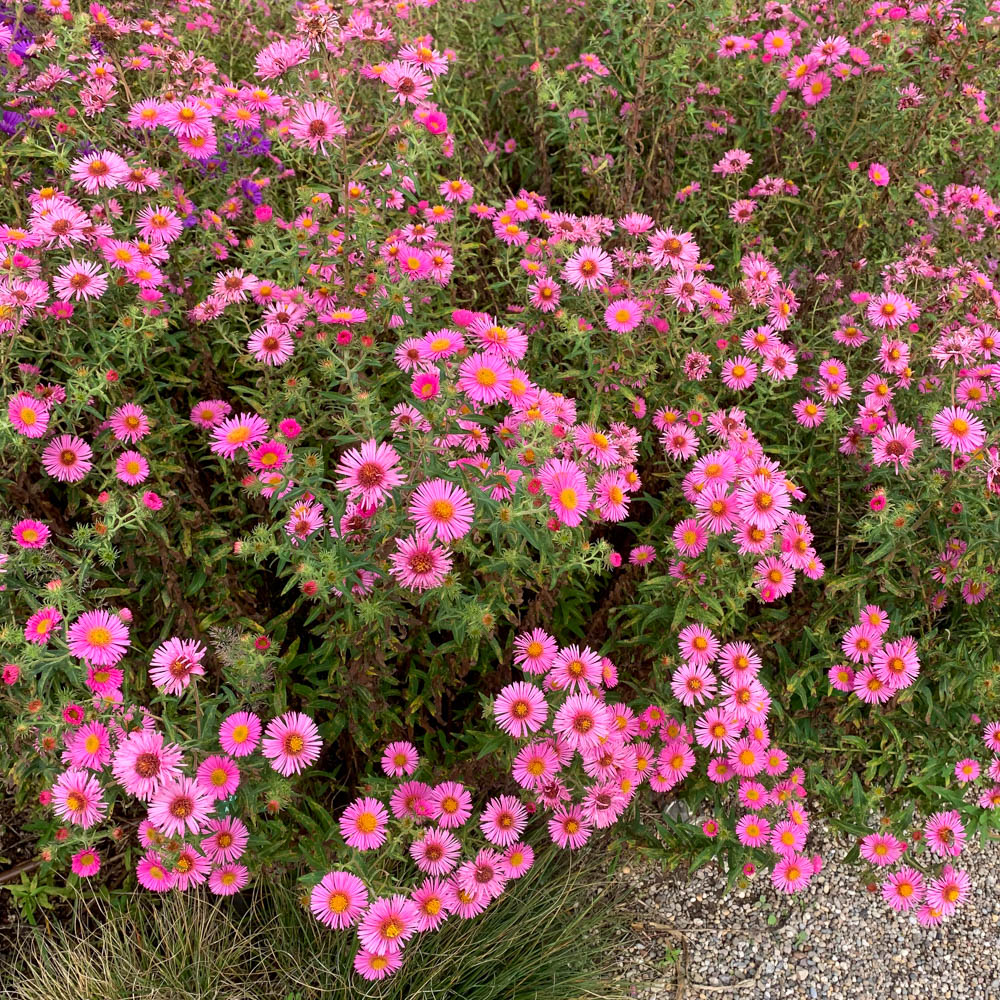 Raublattaster 'Rosa Sieger'