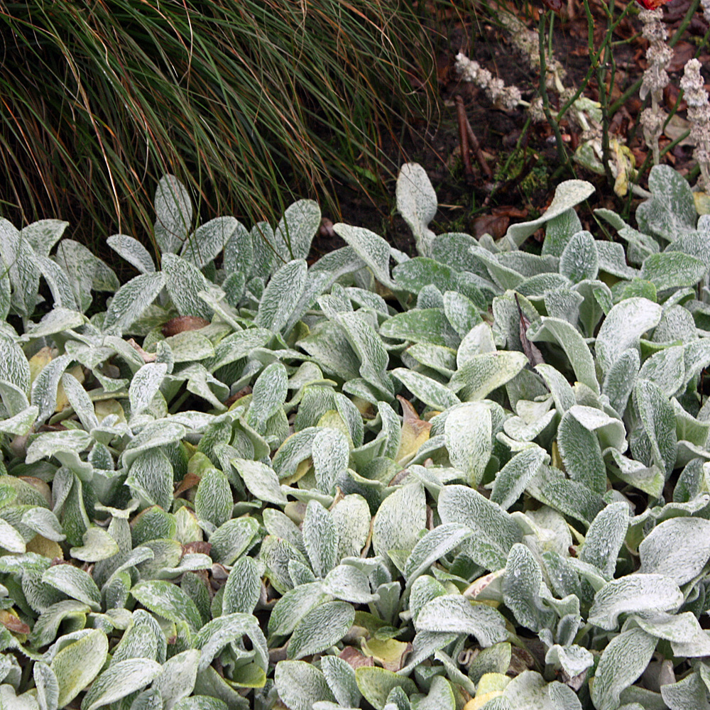 Wollziest Silver Carpet, Stachys, Blattschmuck