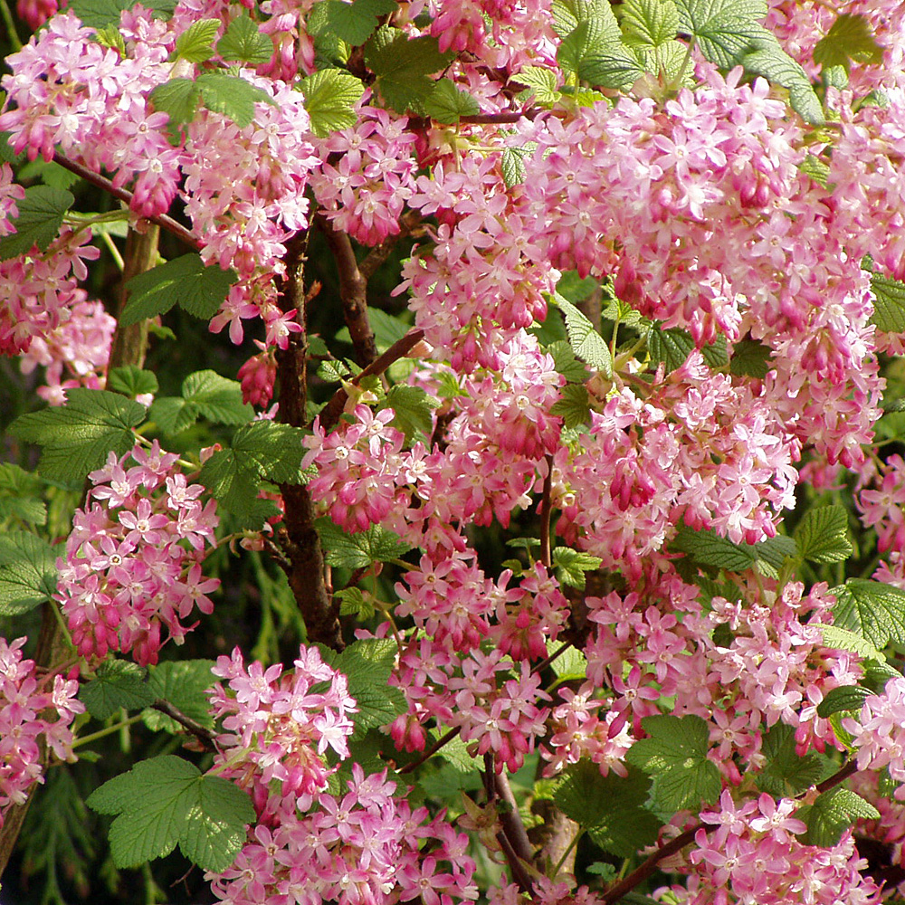 Blut Johannisbeere, Frühling