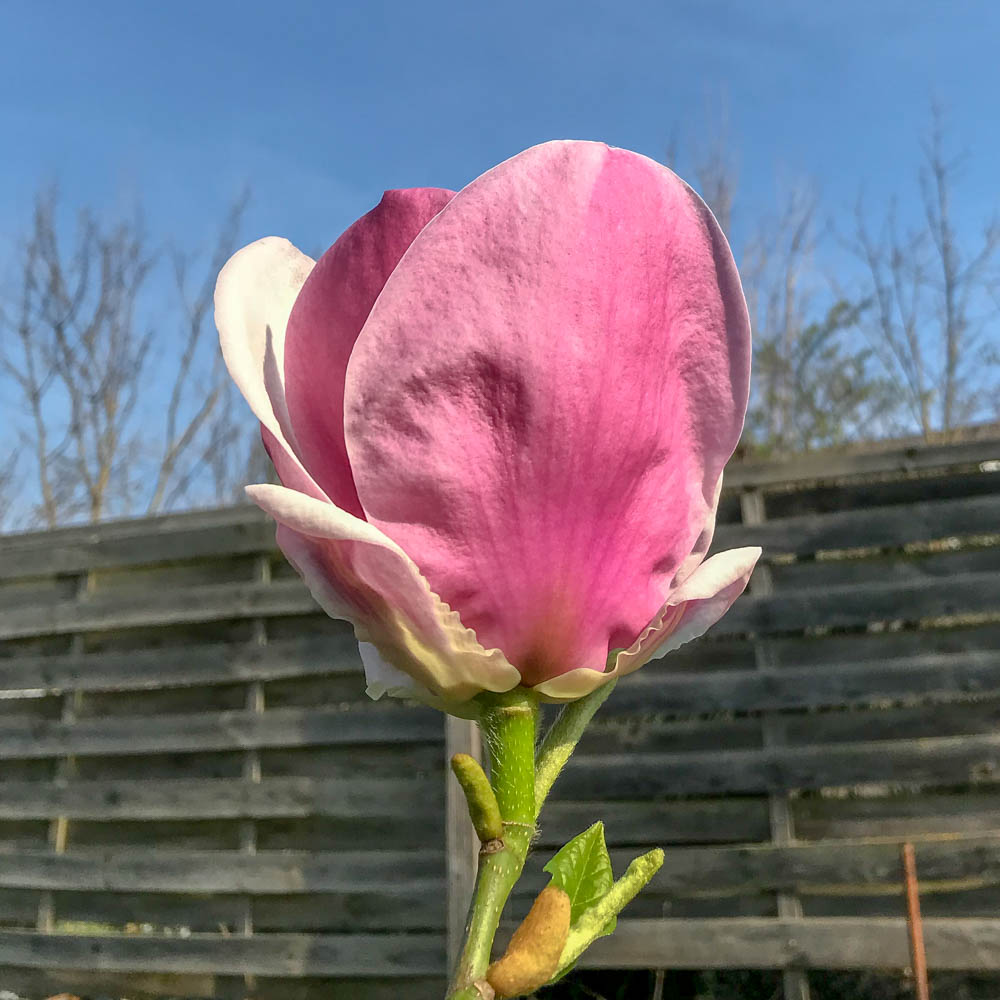 Magnolie 'Cameo'