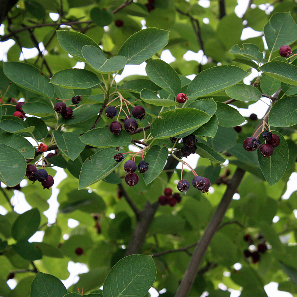 Kupferfelsenbirne, Felsenbirne, Amelanchier, Blütengehölz