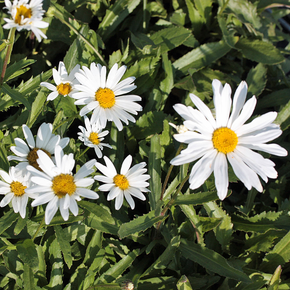 Margerite Silberprinzesschen, Leucanthemum
