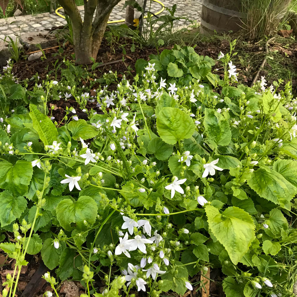 Hängeglockenblume 'Silberregen'