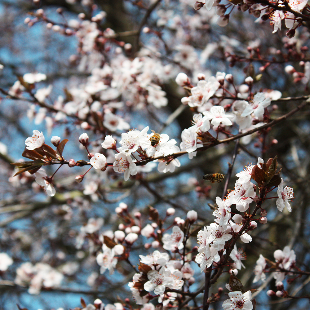 Blutpflaume 'Trailblazer'