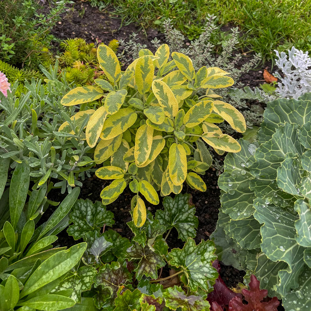 Salbei Icterina, Salvia, Blattschmuck