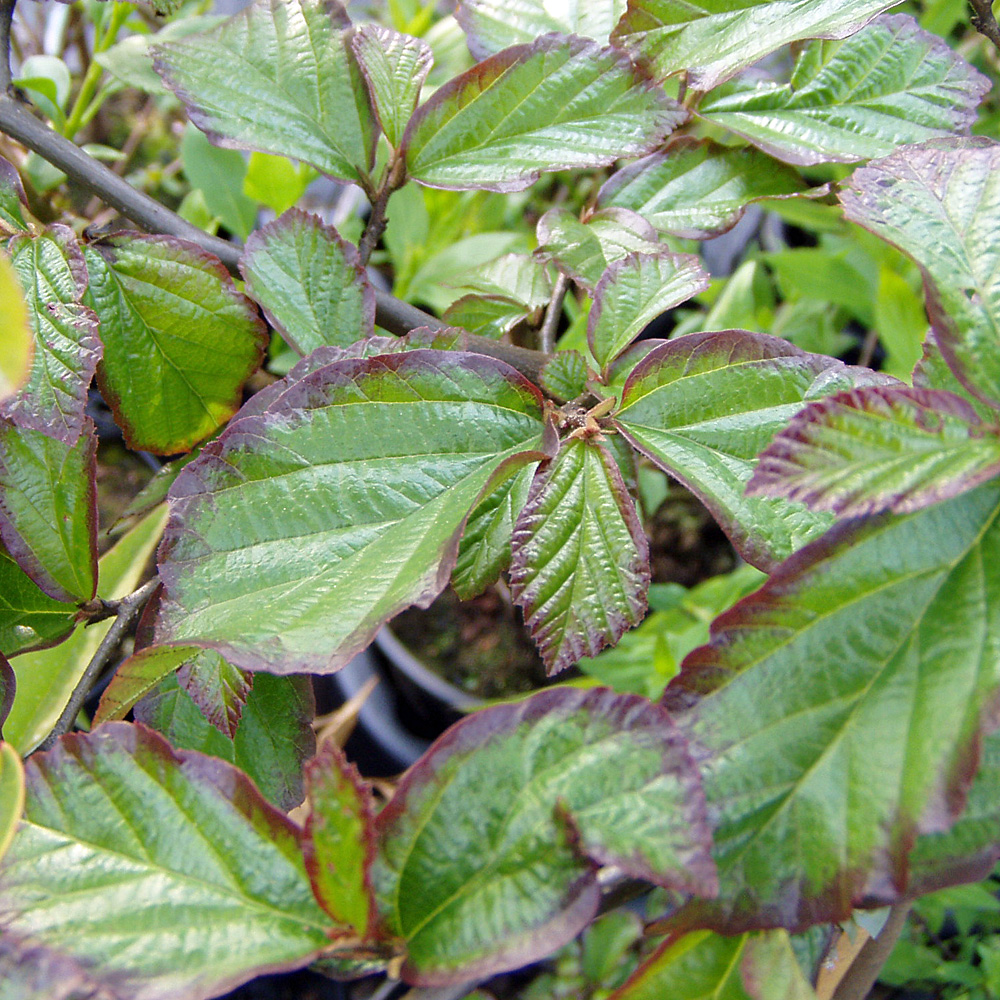 Eisenbaum, Parrotia, Winterblüher