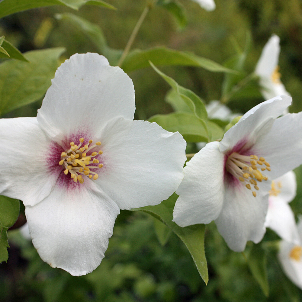Gartenjasmin, Philadelphus, Blütengehölz, Duftpflanze