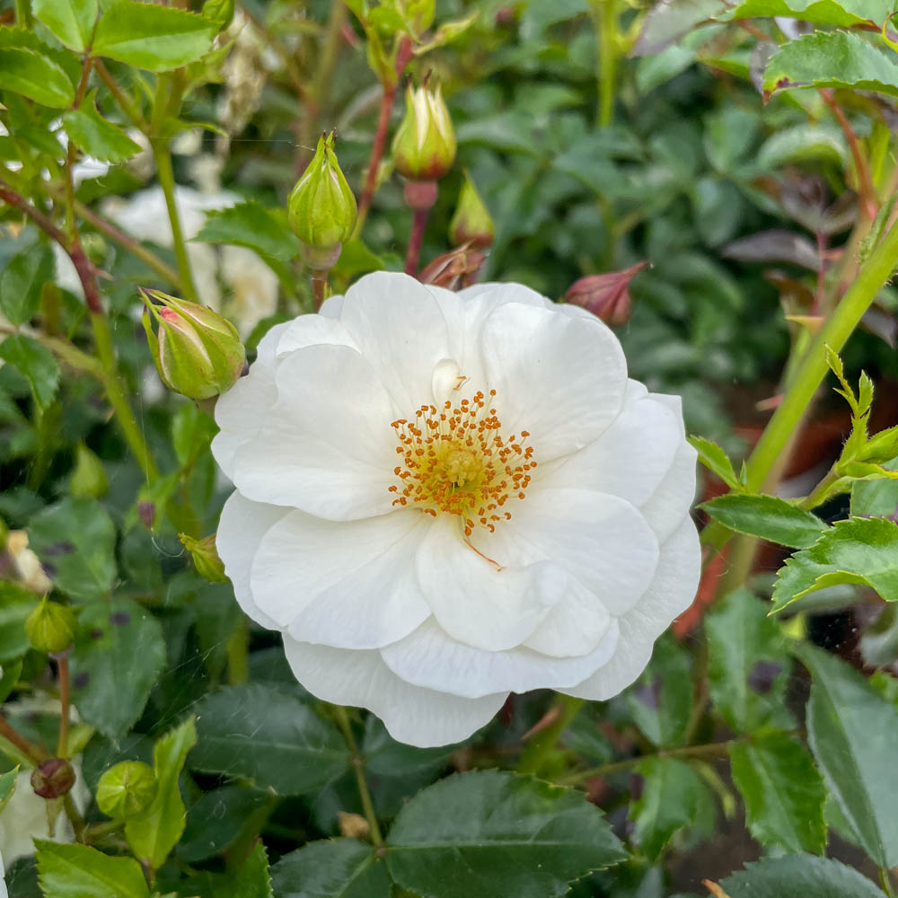 Bodendeckerrose 'Innocencia'