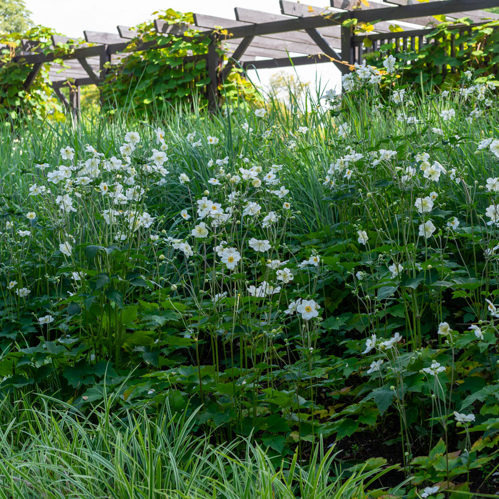 Herbstanemone Honorine Jobert, Anemone, Herbstblüher