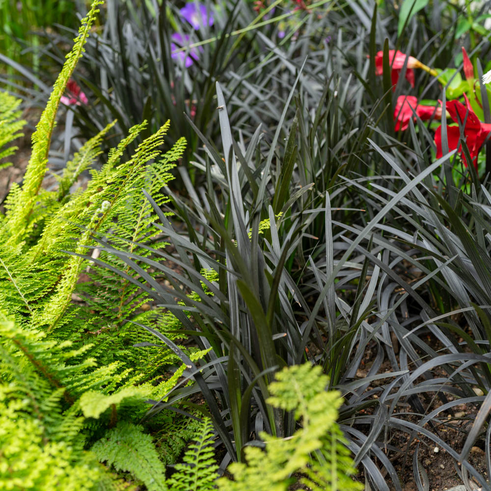 Schlangenbart Nigrescens, Blattschmuck, Grasähnlich 