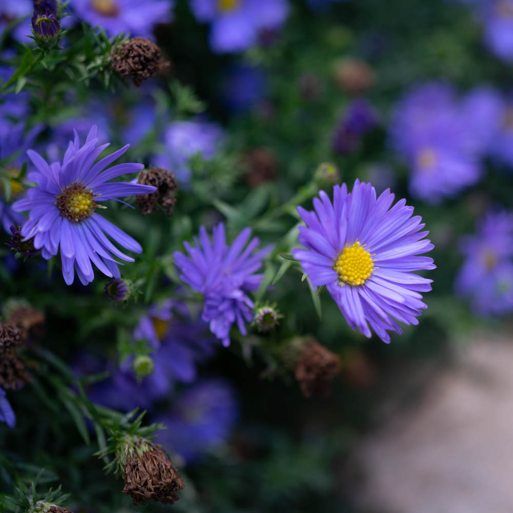 Kissenaster 'Azurro'