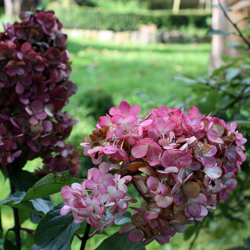 Rispenhortensie Vanilla Fraise, Hortensie, Hydrangea, Zierstämmchen