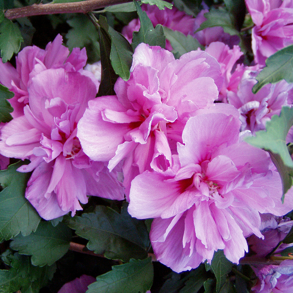 Hibiskus Ardens, Garteneibisch, Blütenstrauch