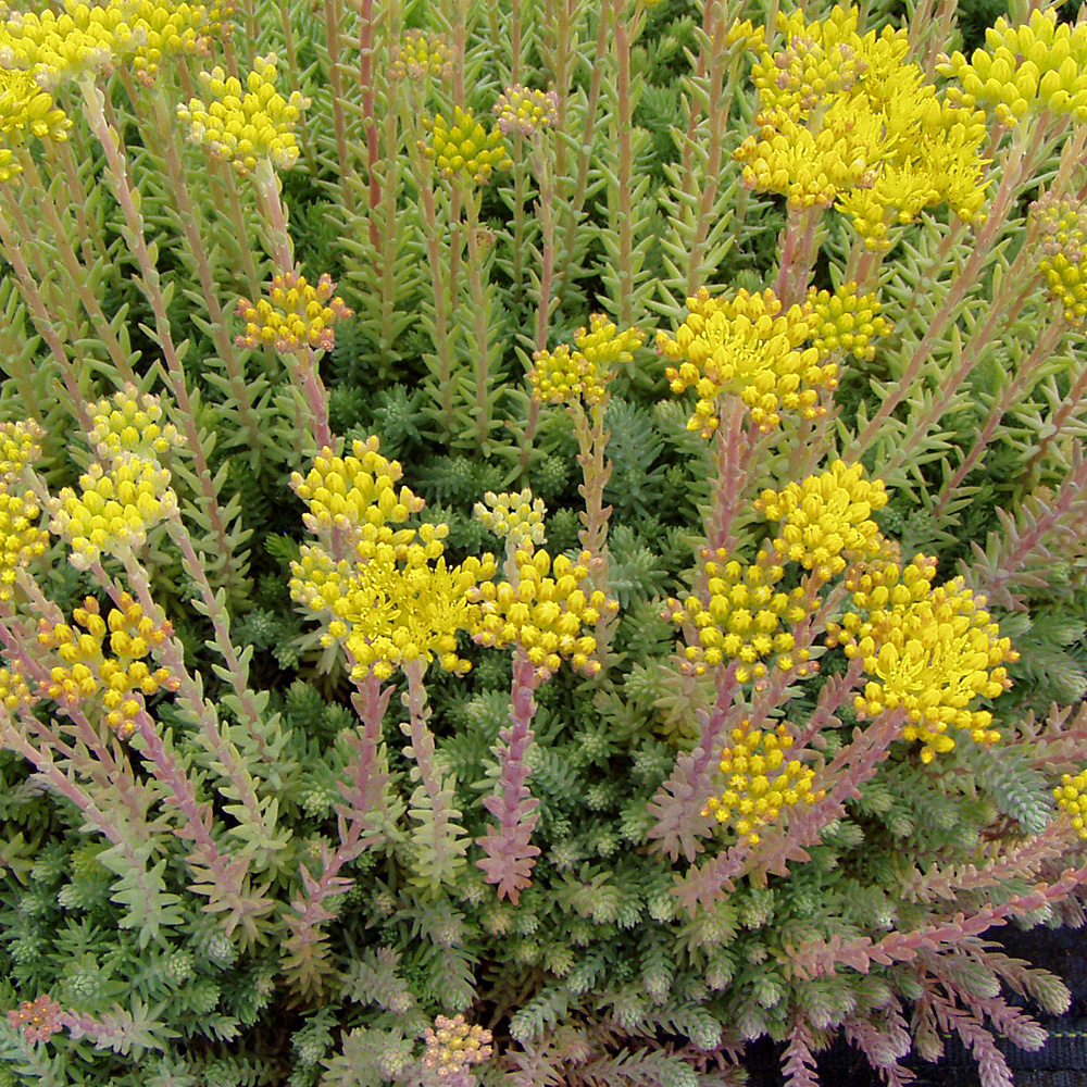 Tripmadam, Sedum reflexum, Steingarten, Dachgarten