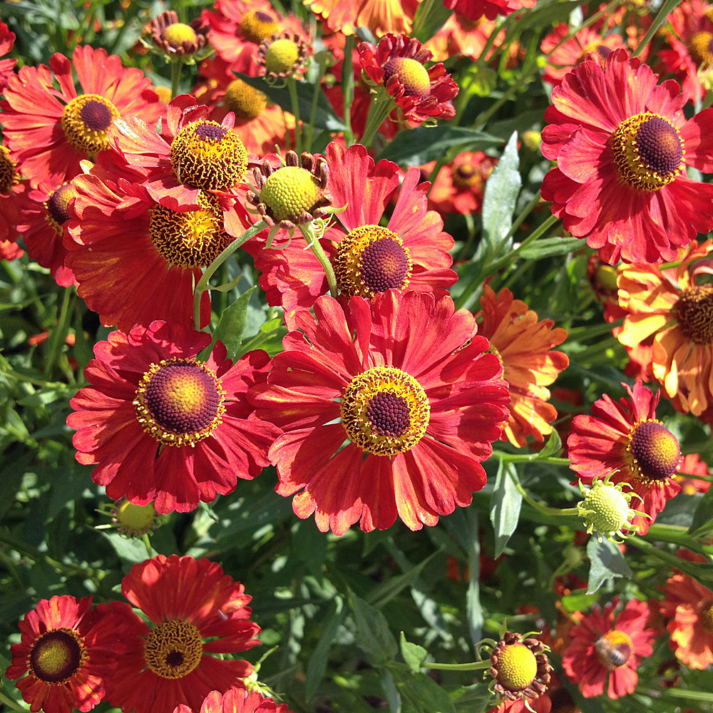 Sonnenbraut Kupferzwerg, Helenium, Bieneweide