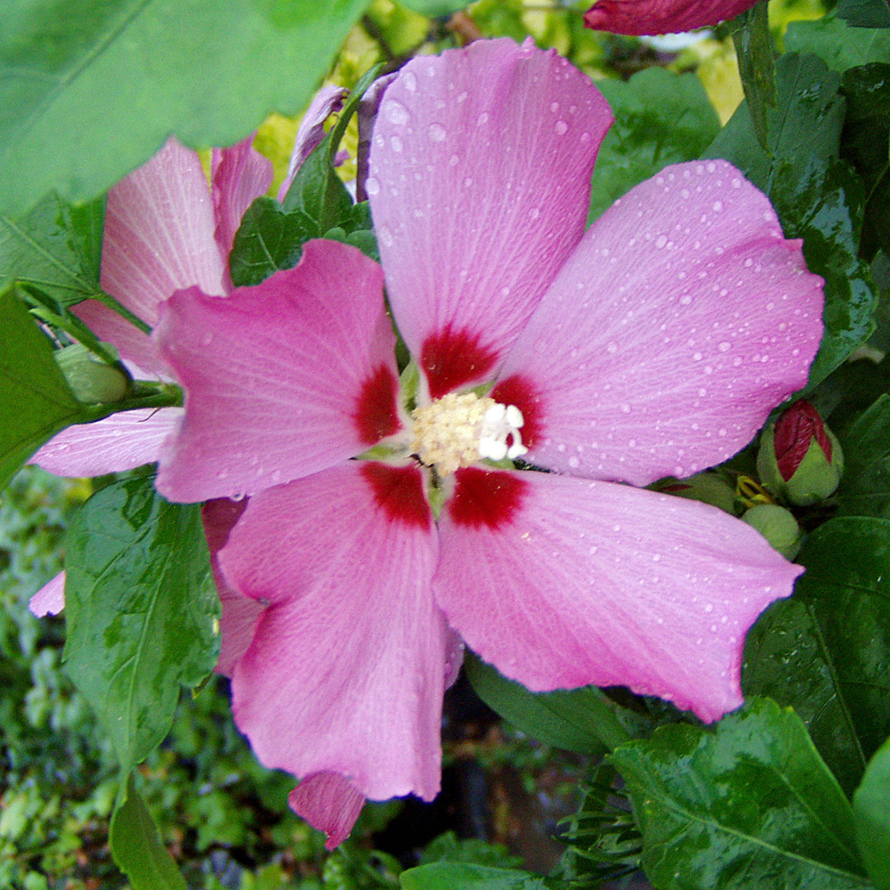 Garteneibisch, Hibiskus Woodbrigde, Blütenstrauch