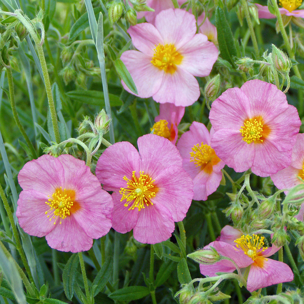 Sonnenröschen Lawrensons Pink, Helenium, 