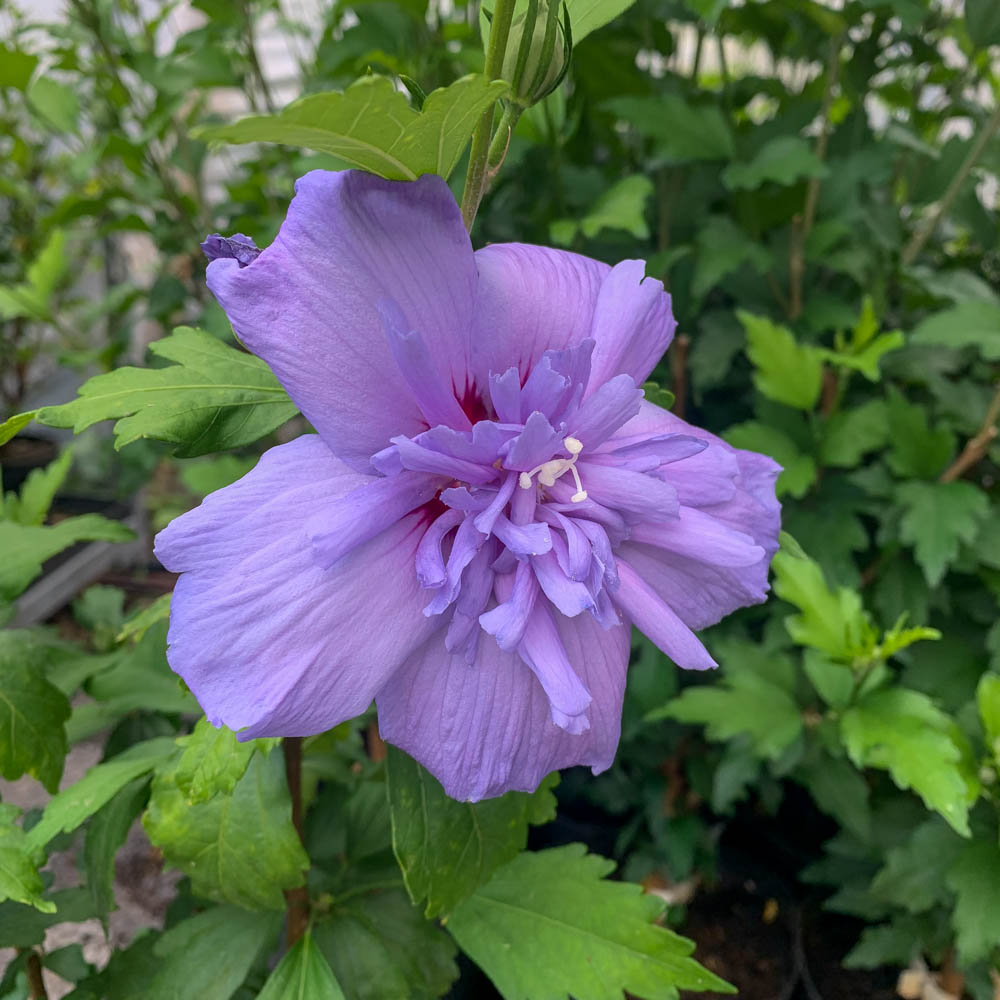Hibiskus 'Blue Chiffon' ®