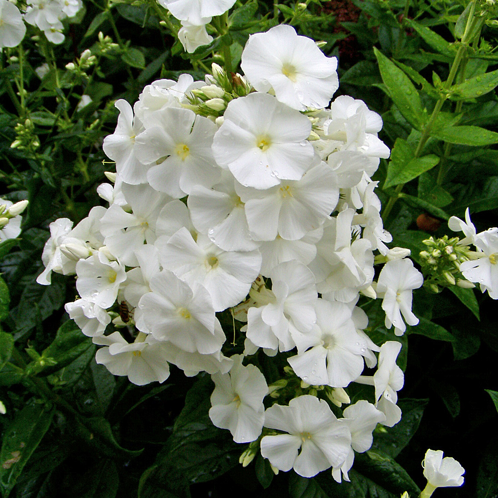 Phlox David, Flammenblume, Blütenstaude, Beetpflanze