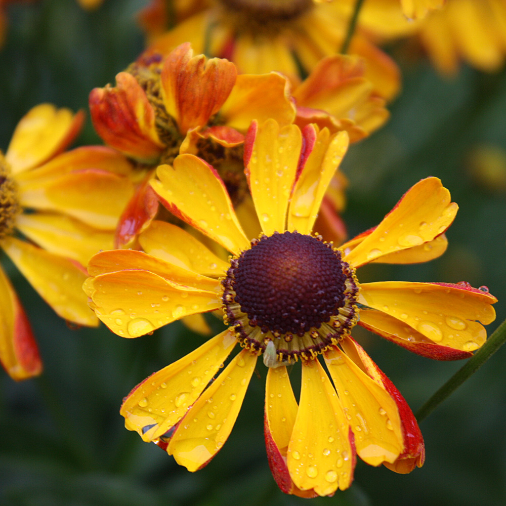 Sonnenbraut Rauchtopas, Blumenbeet