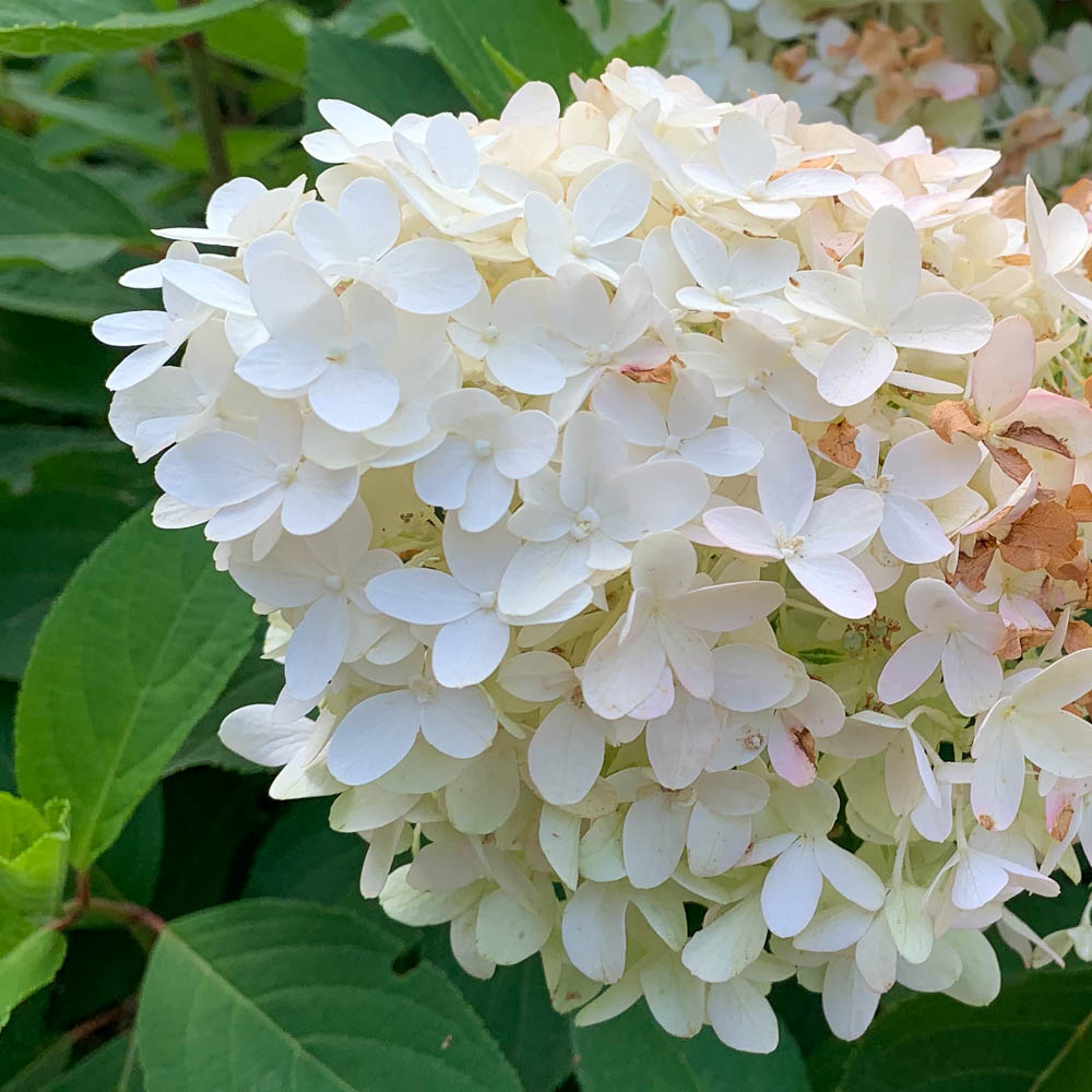 Rispenhortensie 'Skyfall' ®