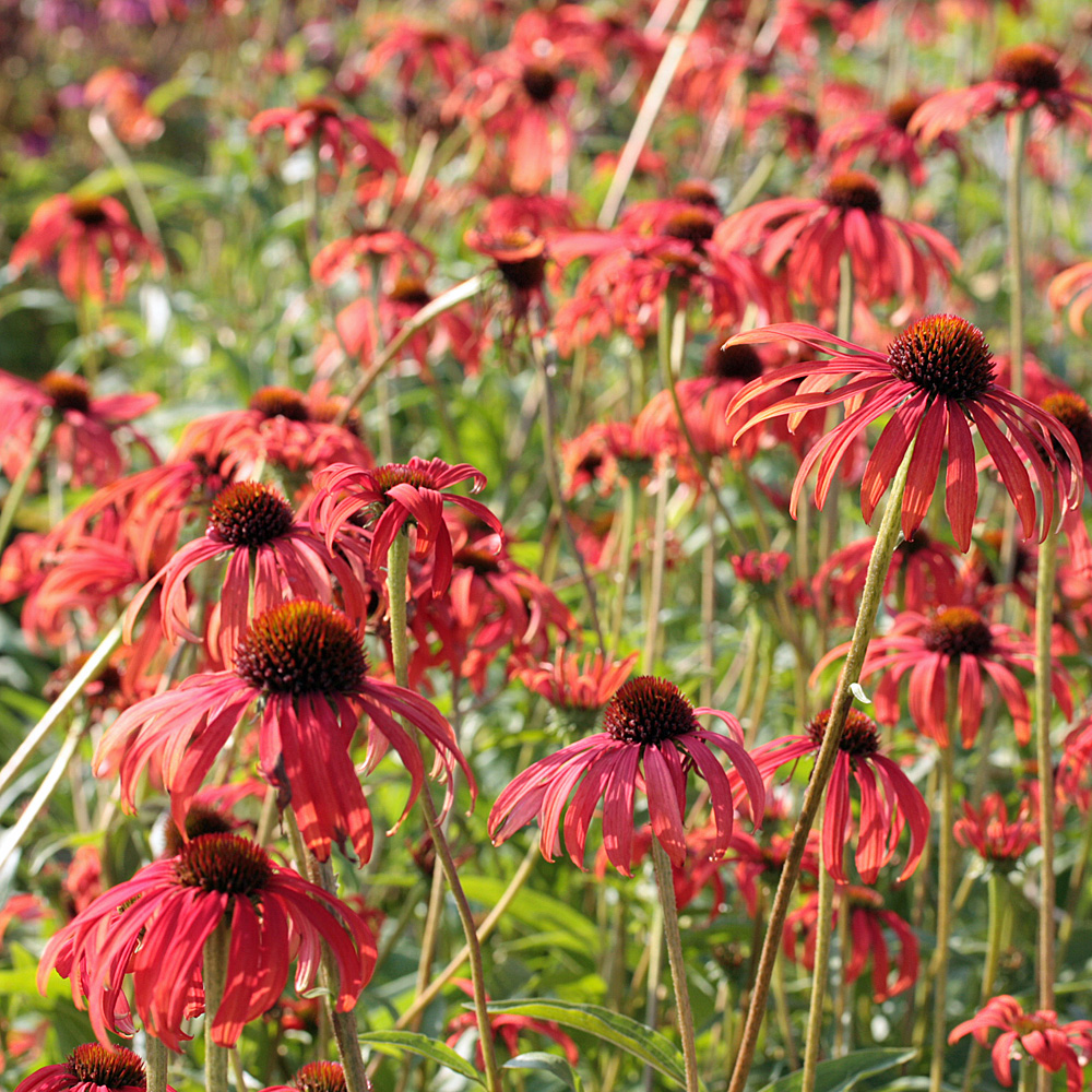 Sonnenhut Tomato Soup, Echinacea, Scheinsonnenhut