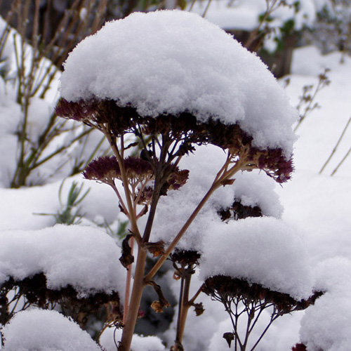 Fetthenne Herbstfreude, Sedum, Bienenweide