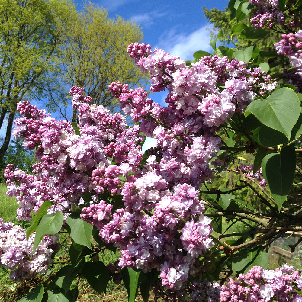 Edelflieder 'Katharine Havemeyer'