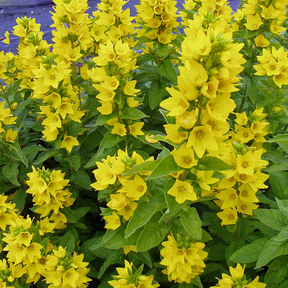 Goldfelberich, Lysimachia, Blütenstaude