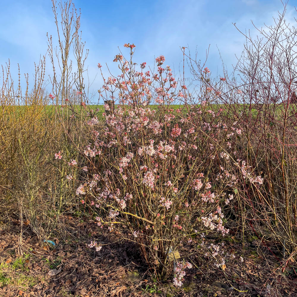 Winterschneeball botnantense 'Charles Lamont'