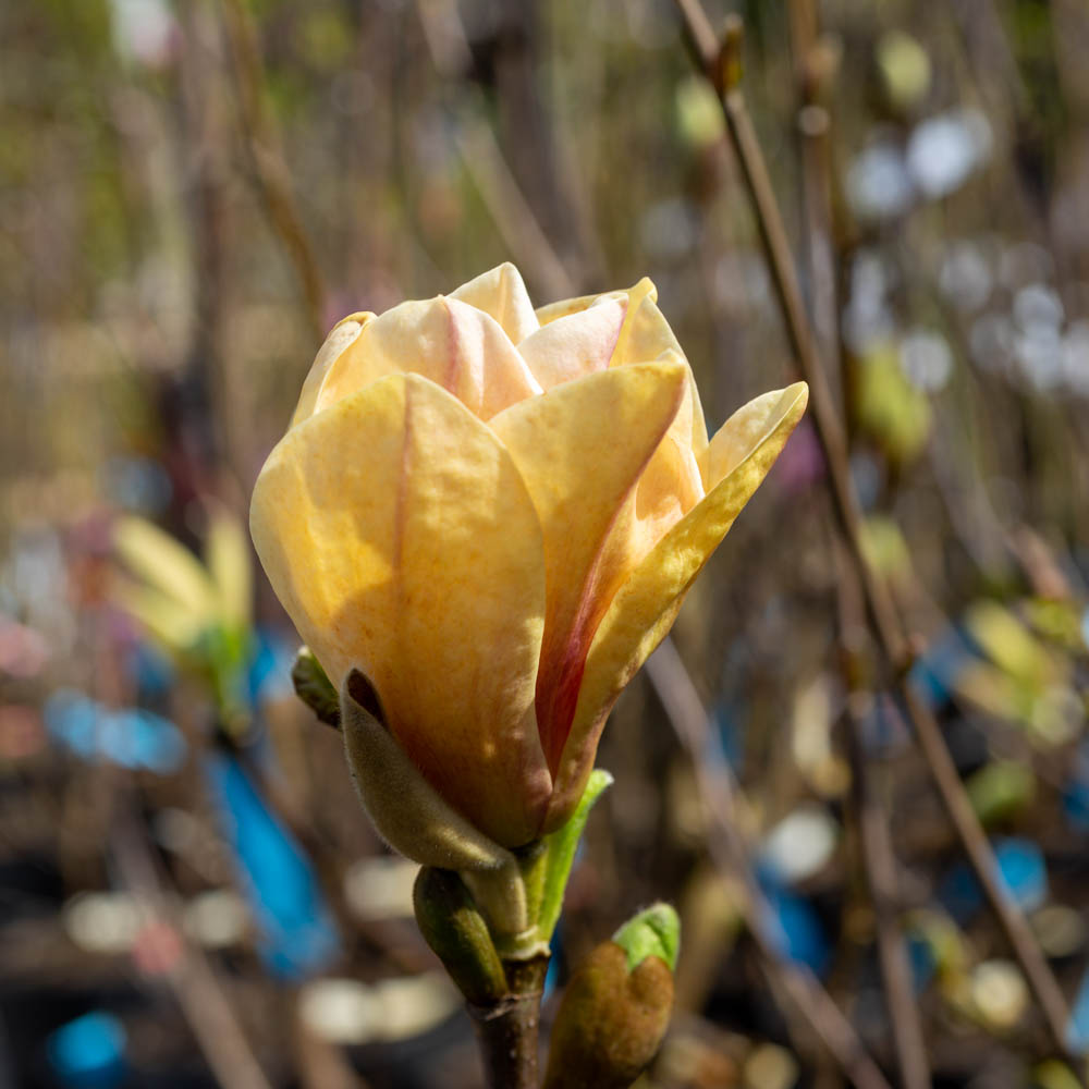 Magnolie 'Flamingo'