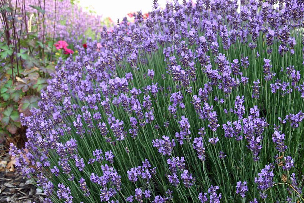 Lavendel - Ein Duftmagnet im Garten