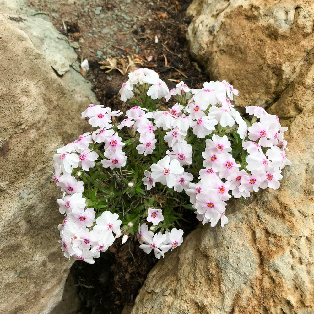 Teppichphlox 'Amazing Grace'