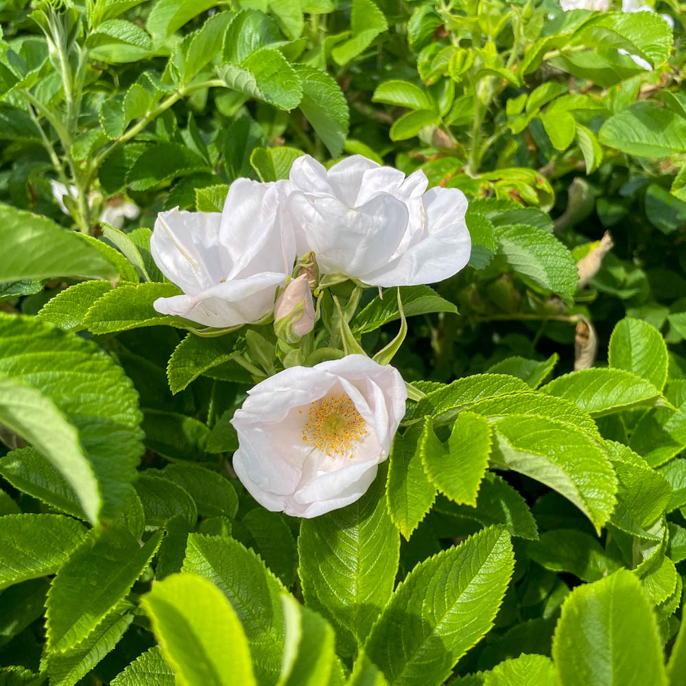 Apfelrose, Wildrose, Nützlingsmagnet