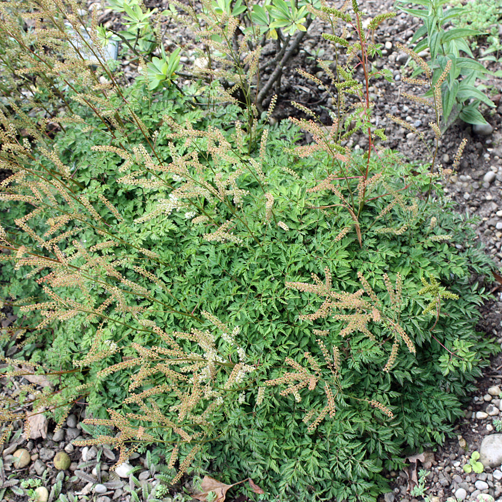 Geißbart, Aruncus, Schattengewächs