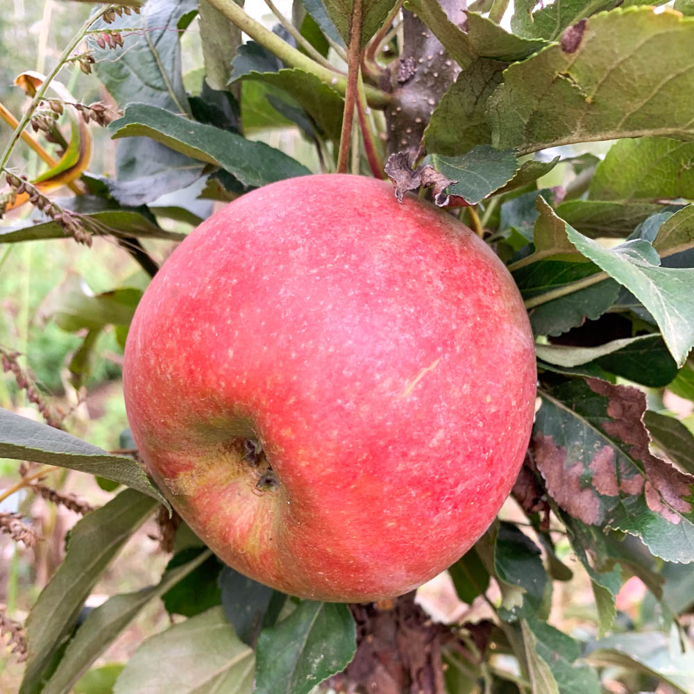 Säulenapfel 'Rhapsodie' ®