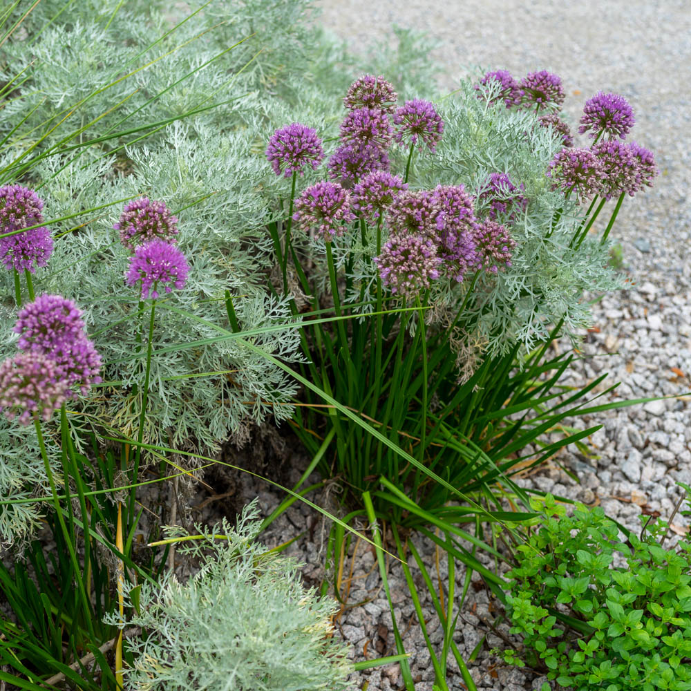 Sommer-Zierlauch 'Summer Beauty'