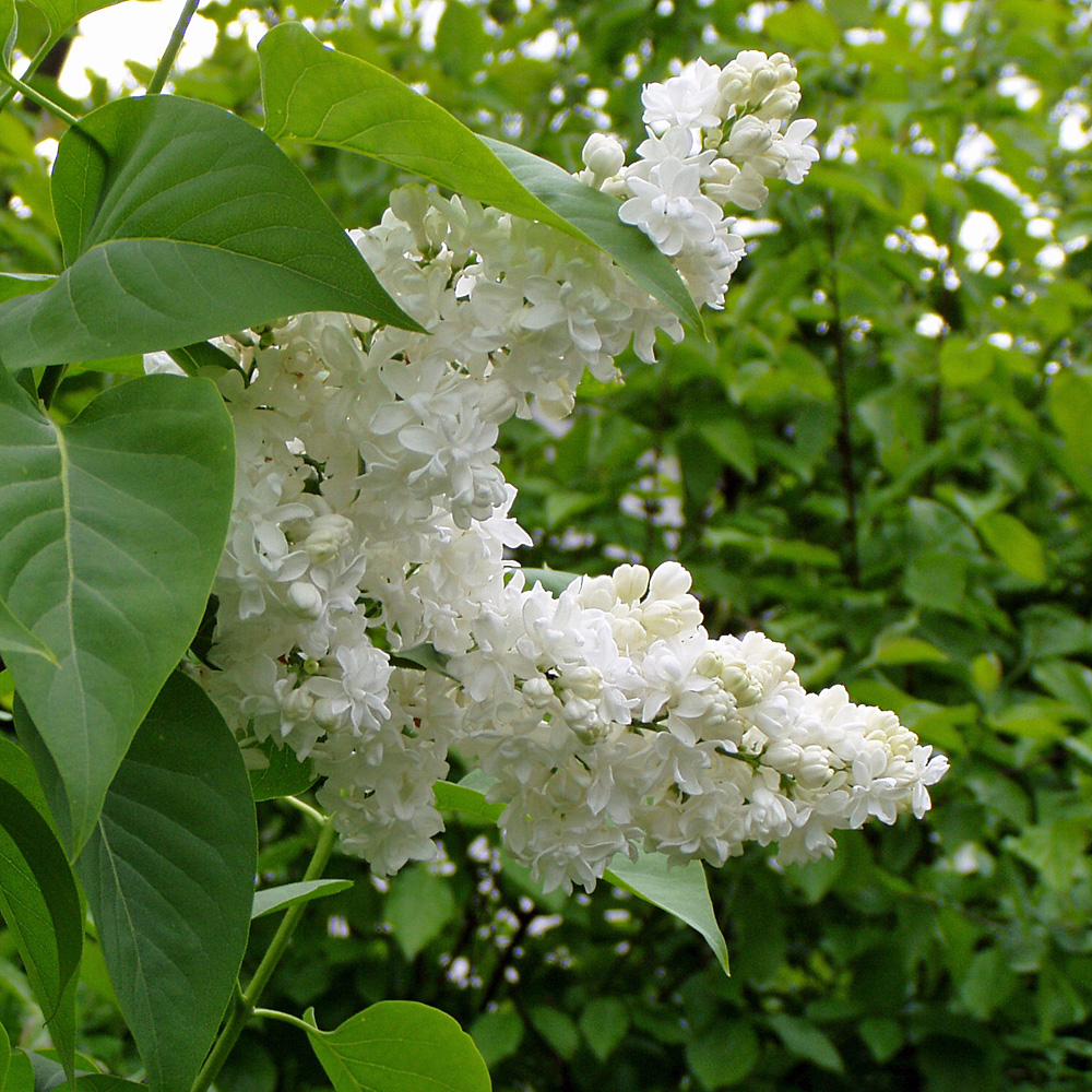 Edelflieder 'Mme Lemoine'
