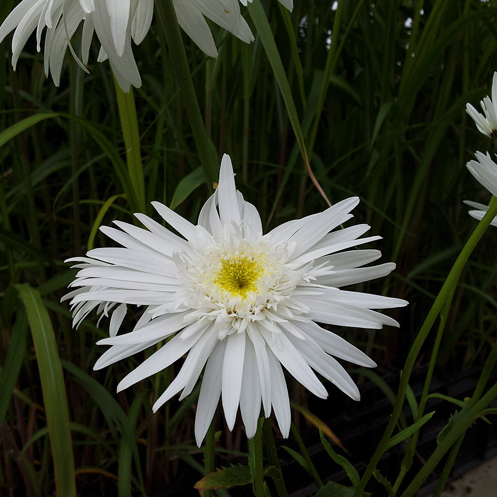 Margerite Wirral Supreme, Leuchanthemum, Blütenstaude