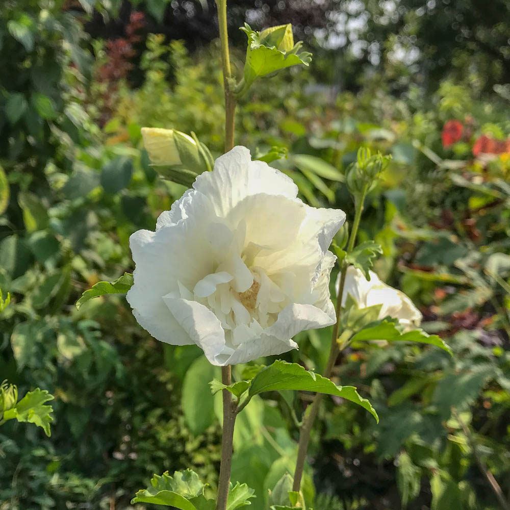 Hibiskus 'White Chiffon' ®