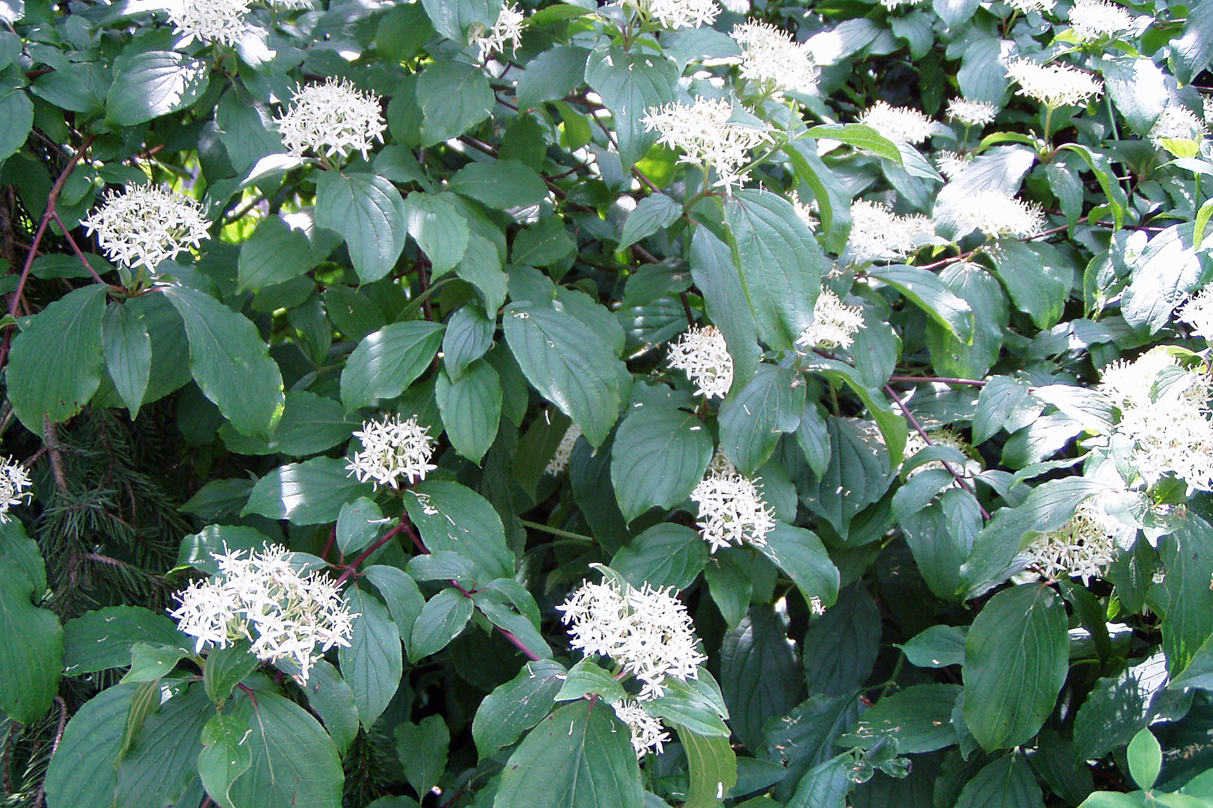 Schnellwachsende Laubgehölze