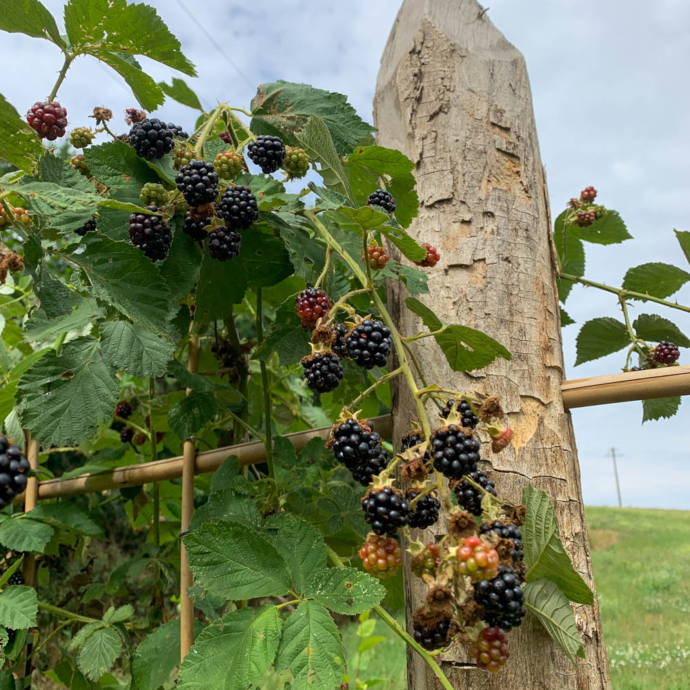 Brombeere 'Theodor Reimers'