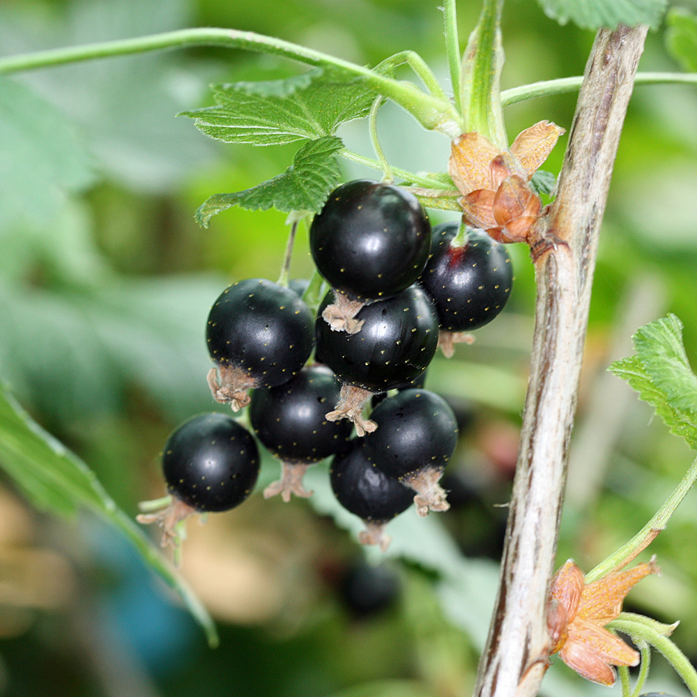 Schwarze Johannisbeere 'Ben Sarek'