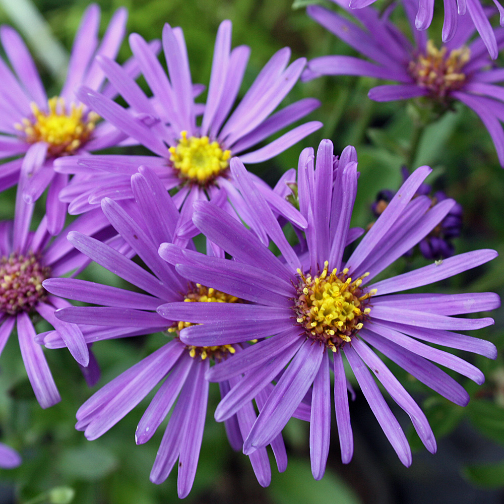 Aster Veilchenkönigin, Bergaster, Sommeraster